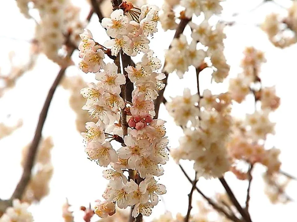 さくらんぼの花