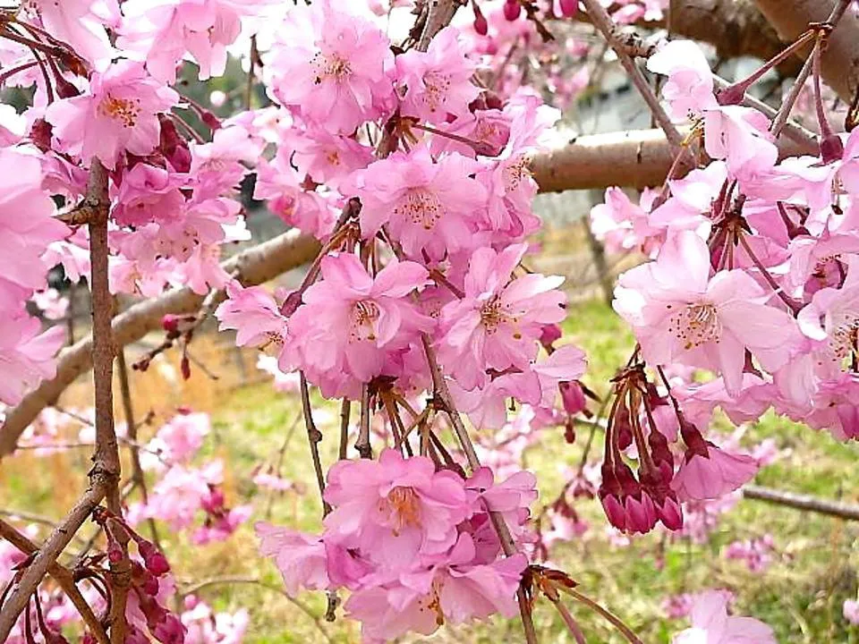 しだれ桜