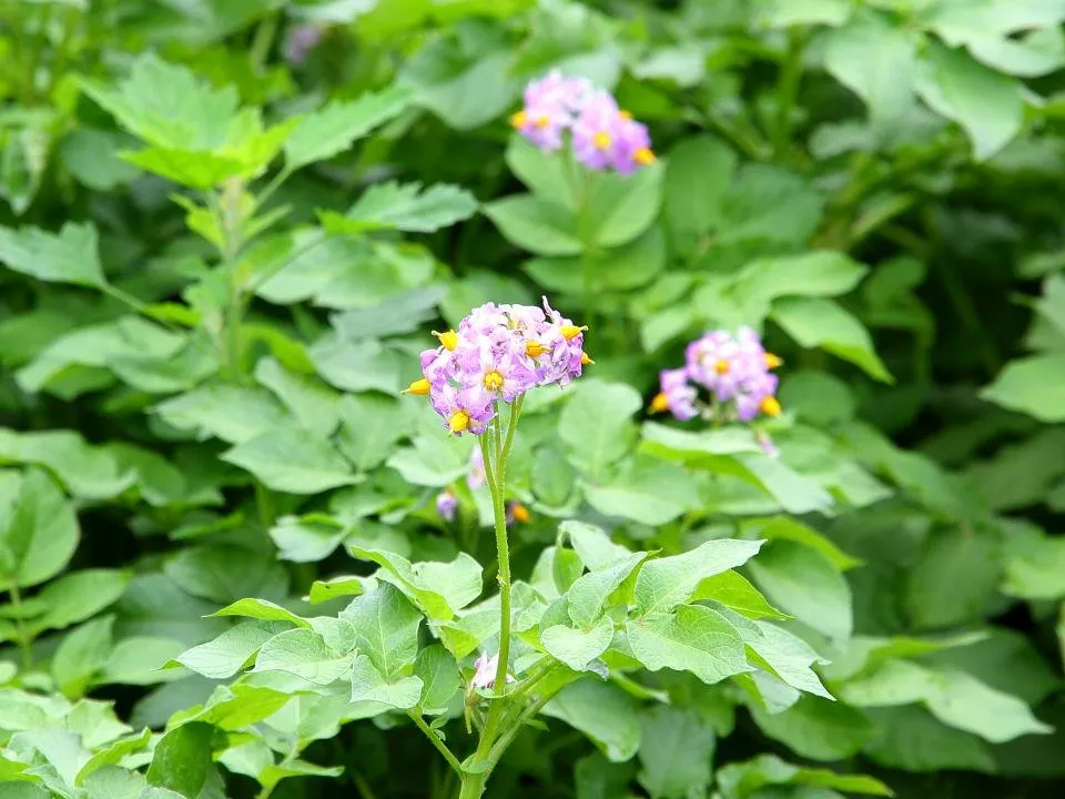 ジャガイモの花