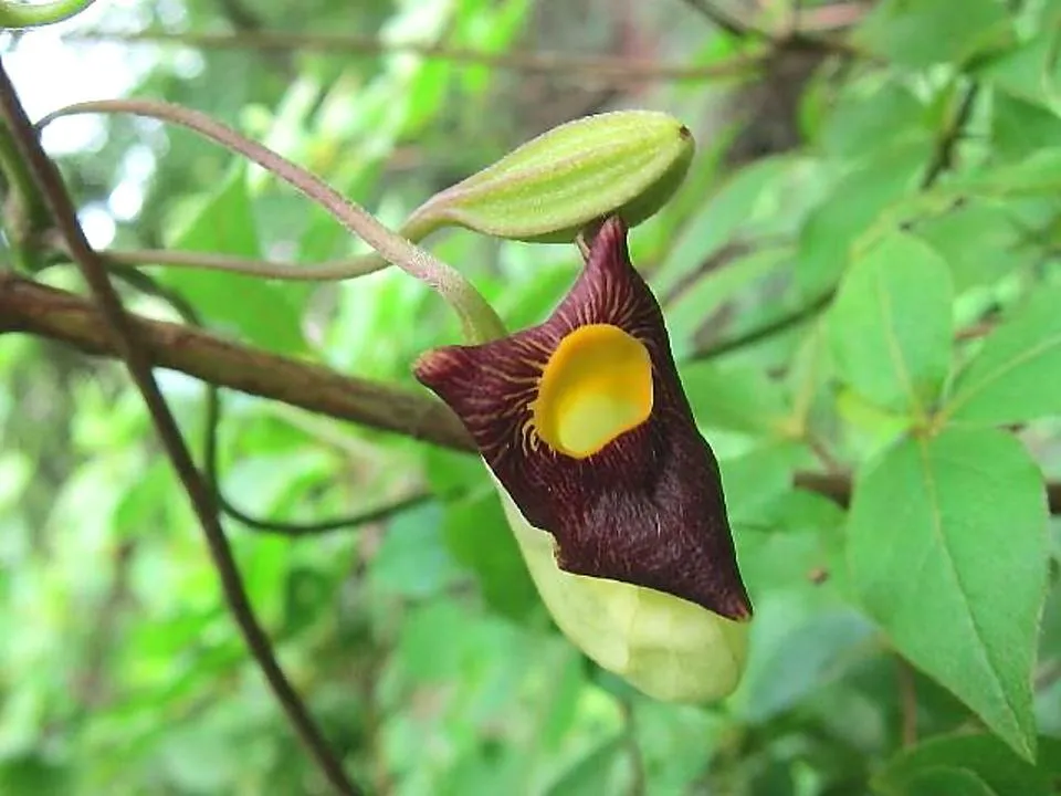 アリマウマノスズクサ