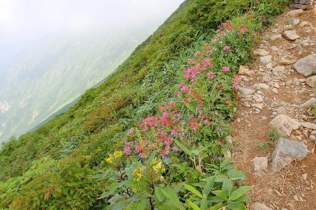登山道の花
