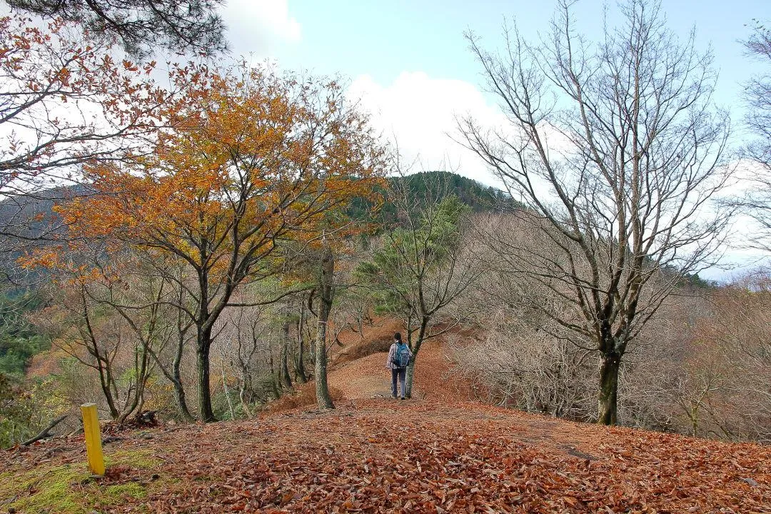 西床尾山への尾根道