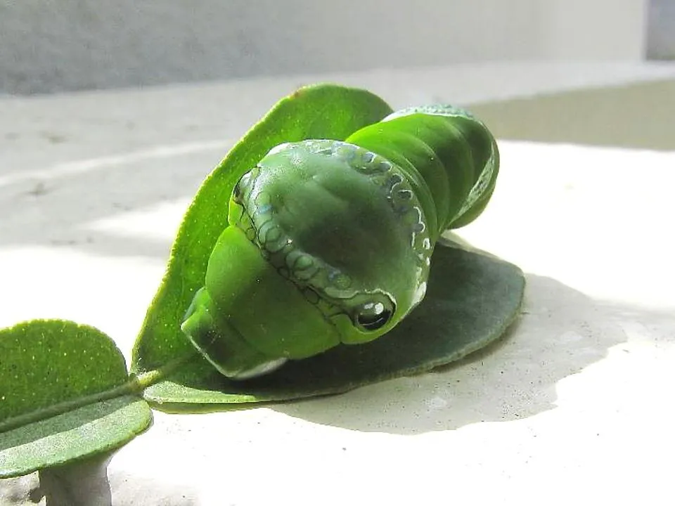 ナガサキアゲハの幼虫