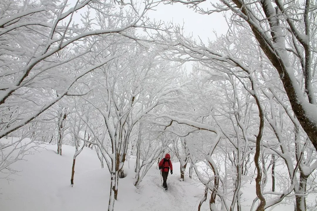 美しい雪の枝