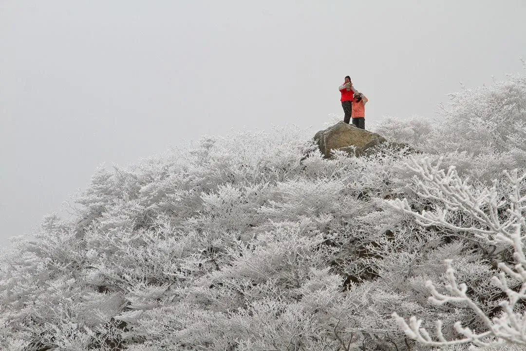 山上の霧氷