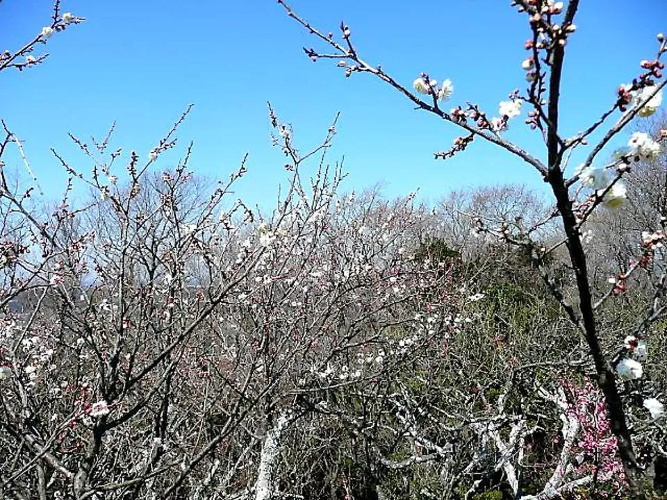 梅林から