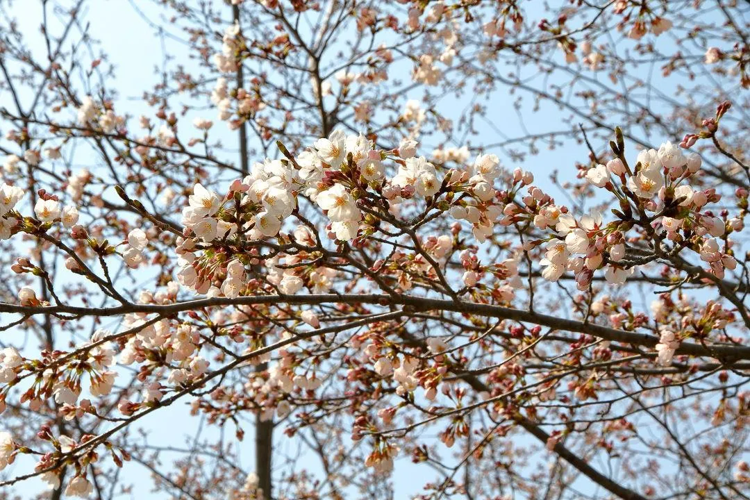 桜