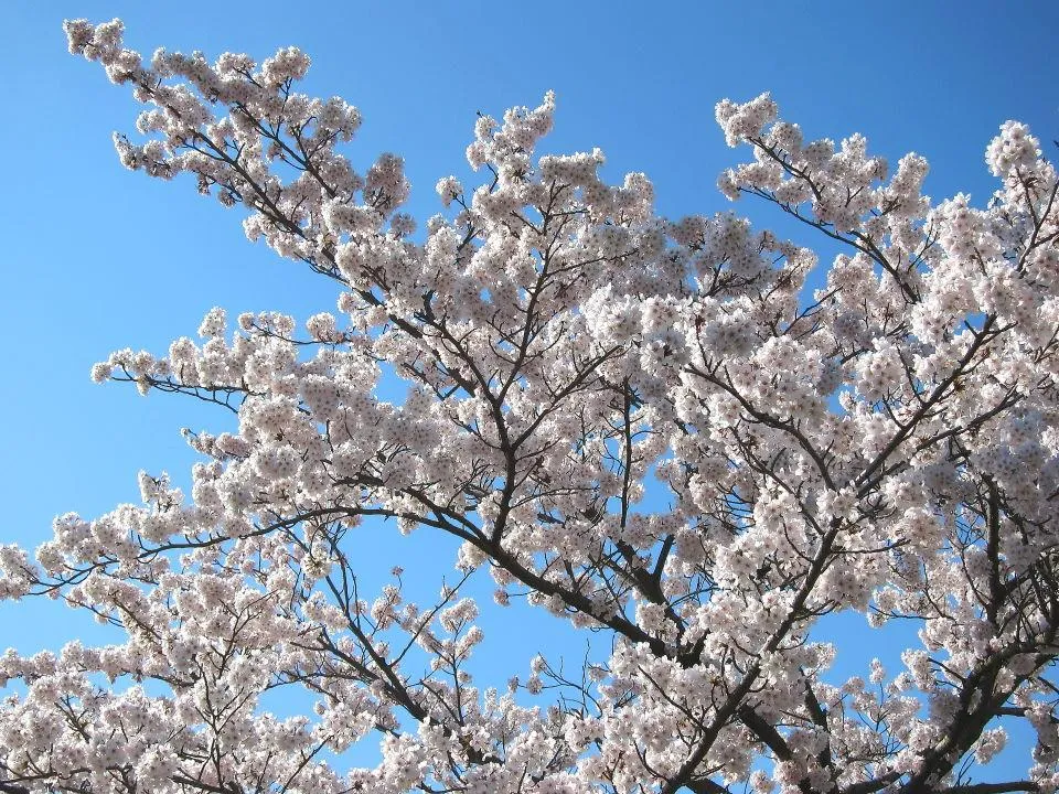 桜