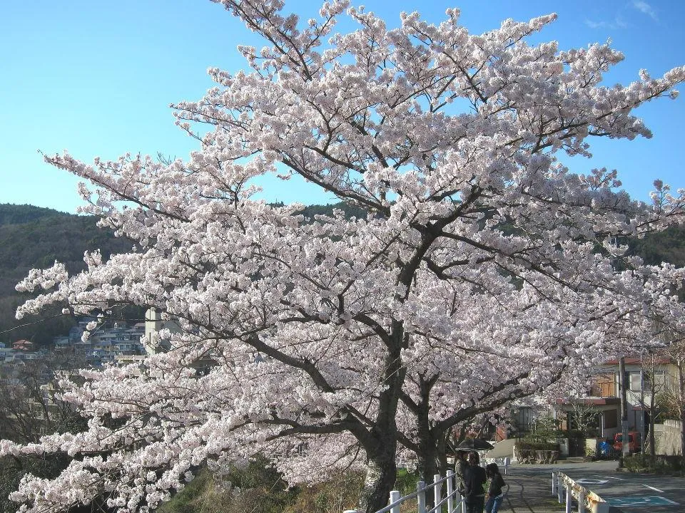 桜