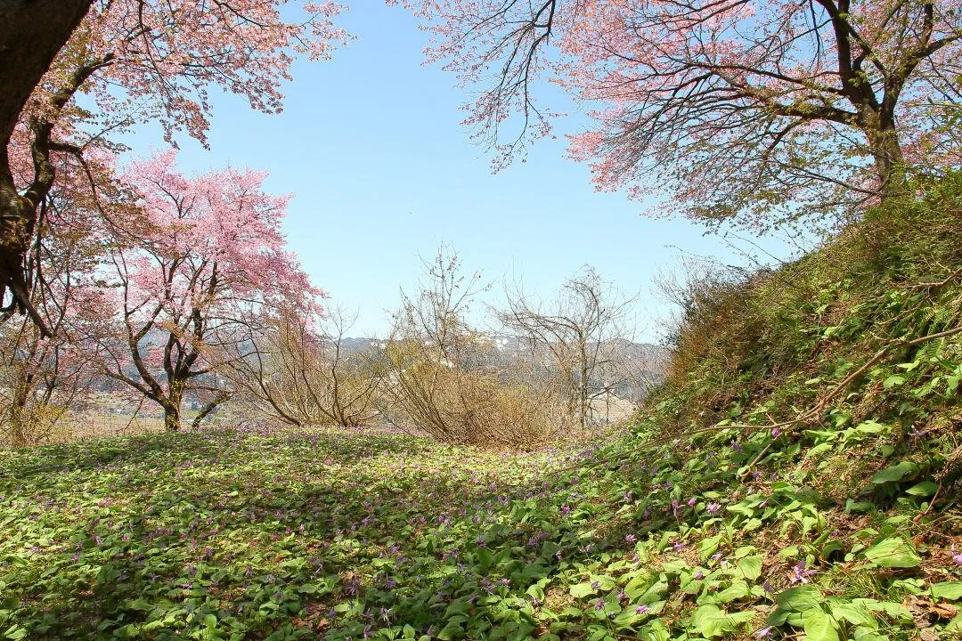 六万騎山の桜とカタクリ