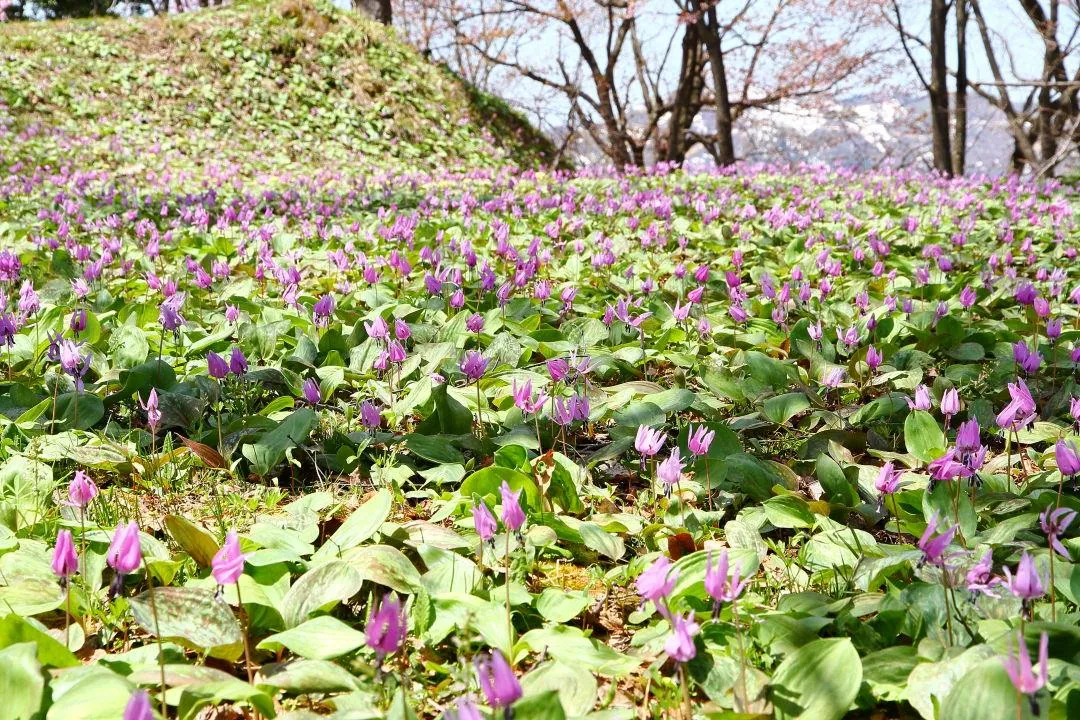 六万騎山のカタクリ群生