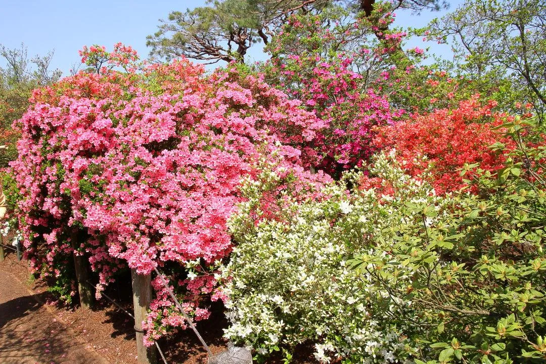 館林つつじが岡公園