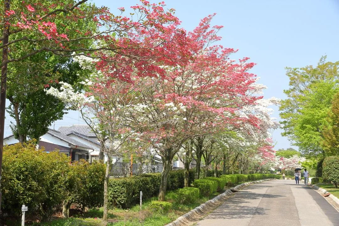 ハナミズキ街路樹