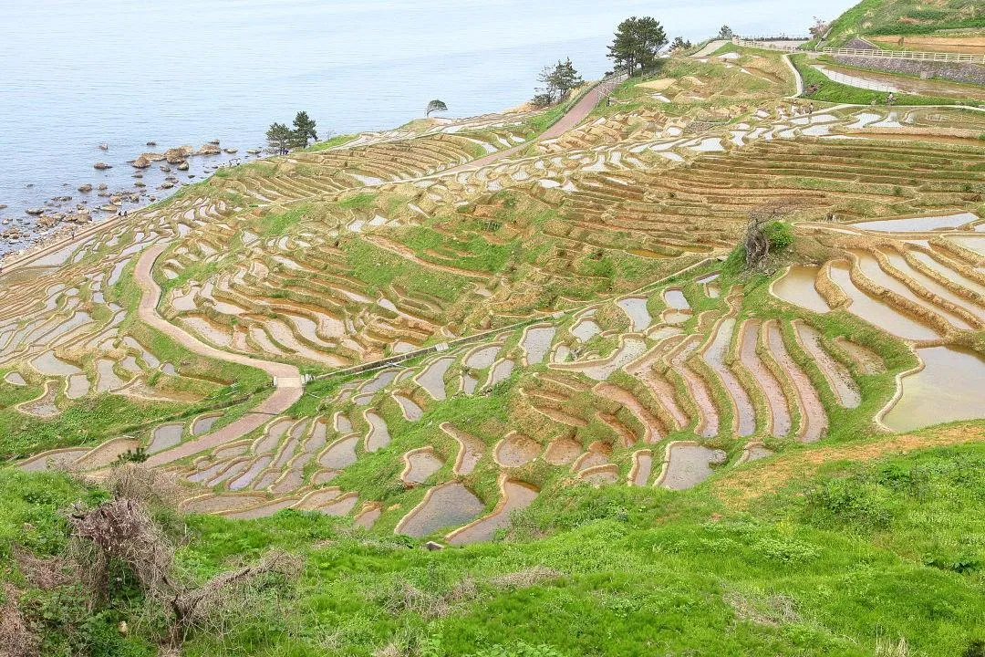 白米千枚田