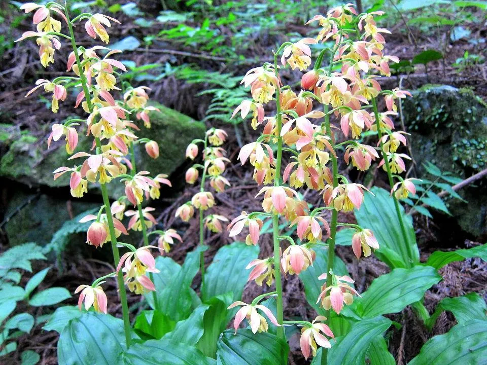 実家の山のエビネ