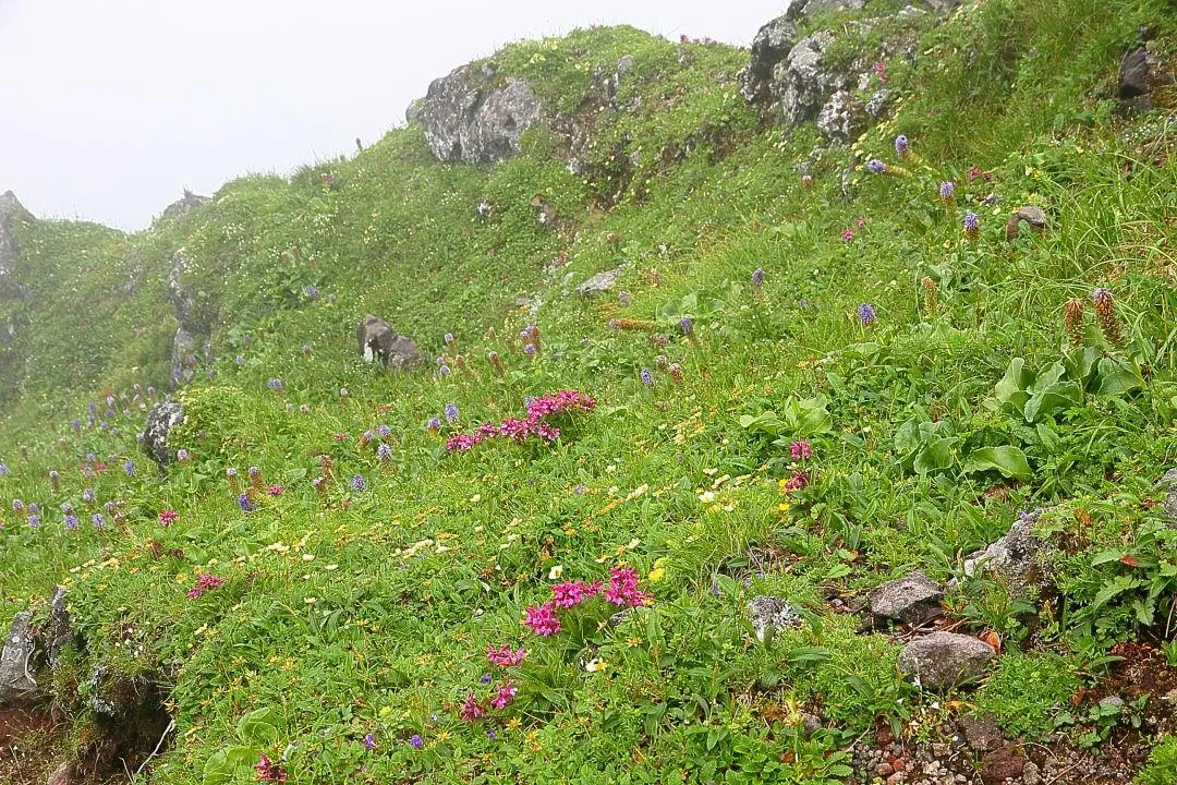 横岳の花畑