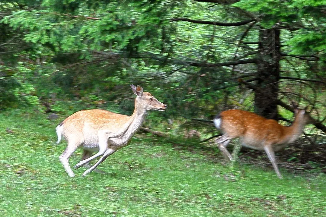 八ヶ岳のニホンジカ