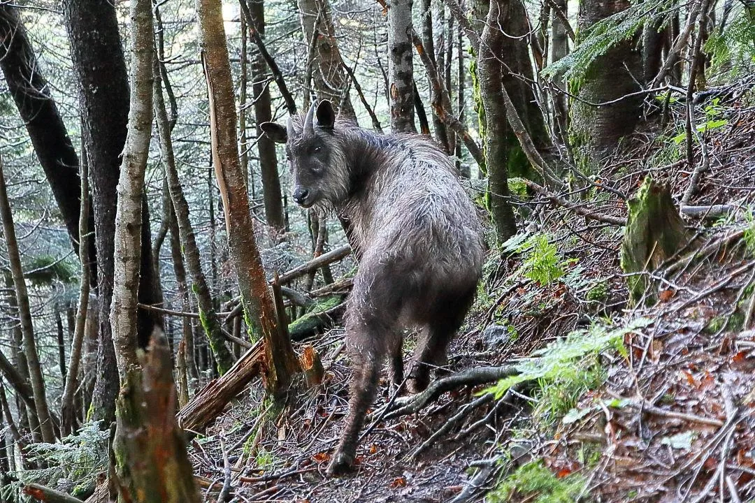 八ヶ岳のカモシカ