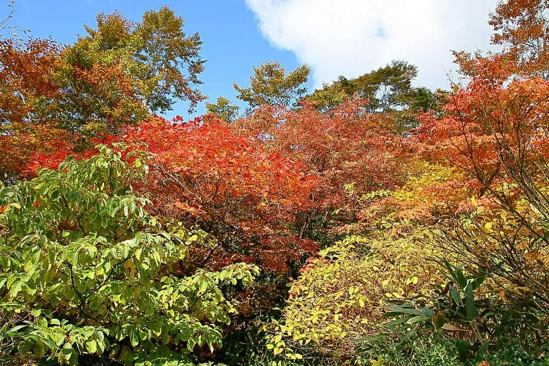 大長山登山道の紅葉