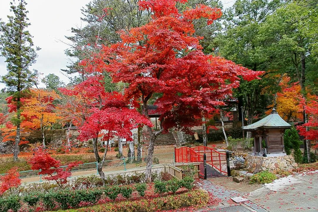 光明寺の紅葉