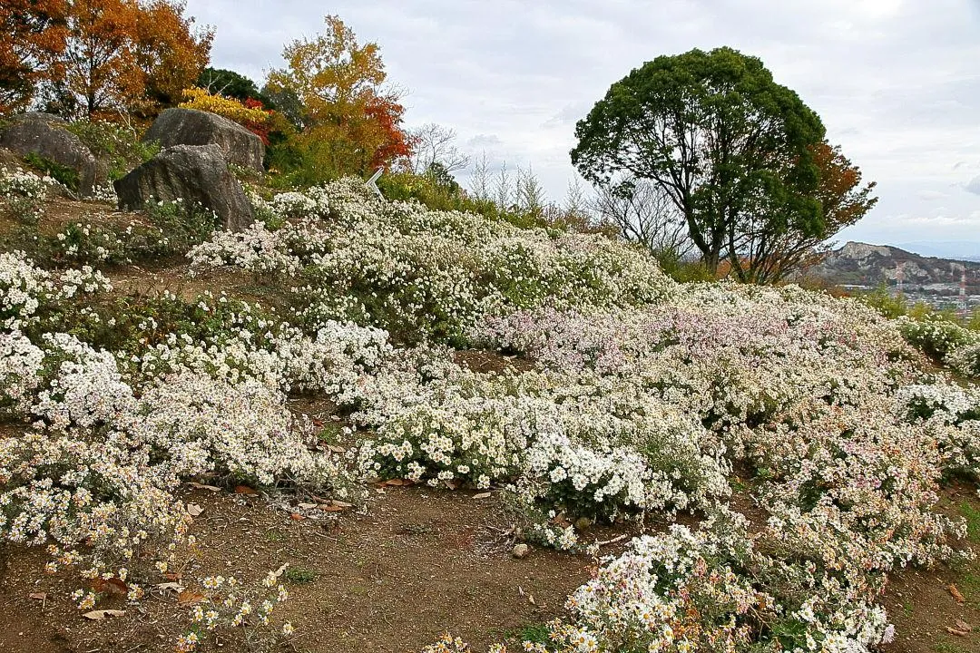 夫婦岩壱番地