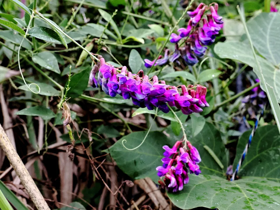 オオバクサフジ