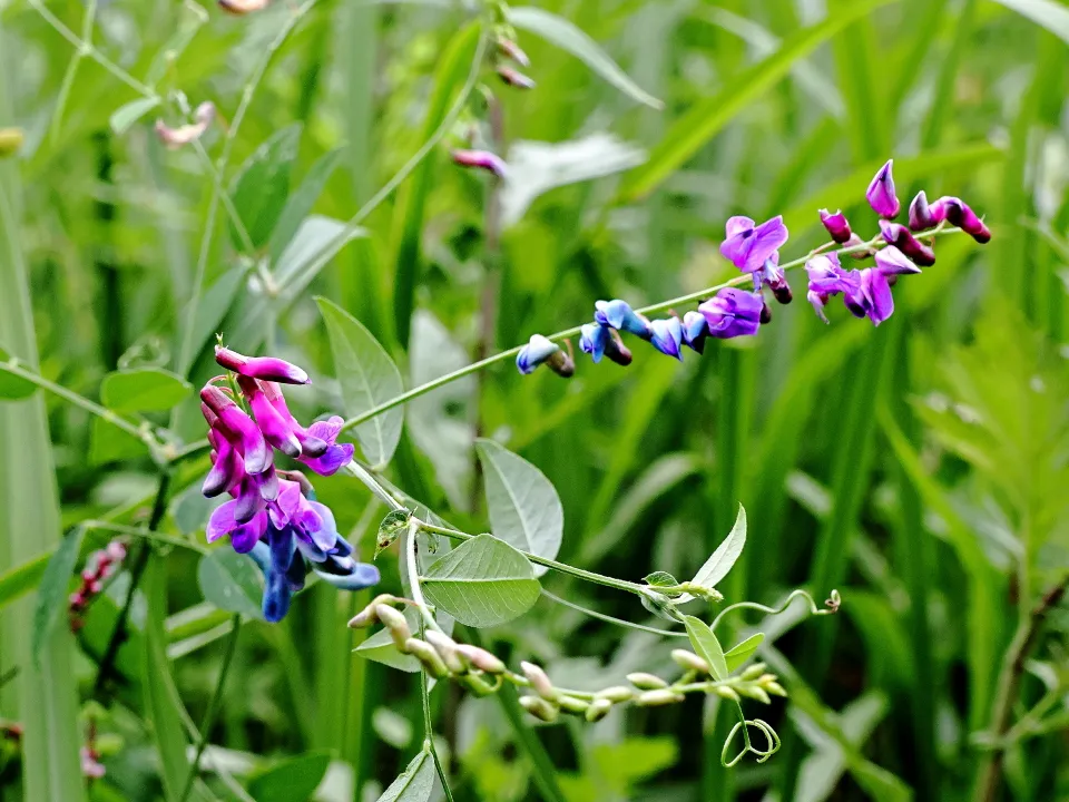 オオバクサフジ