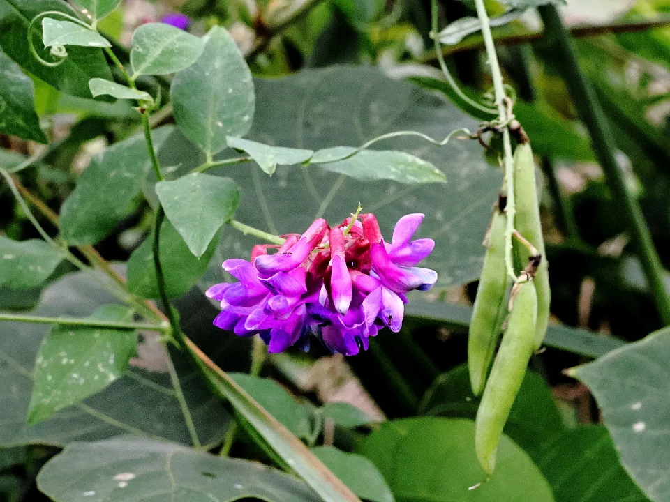 オオバクサフジ