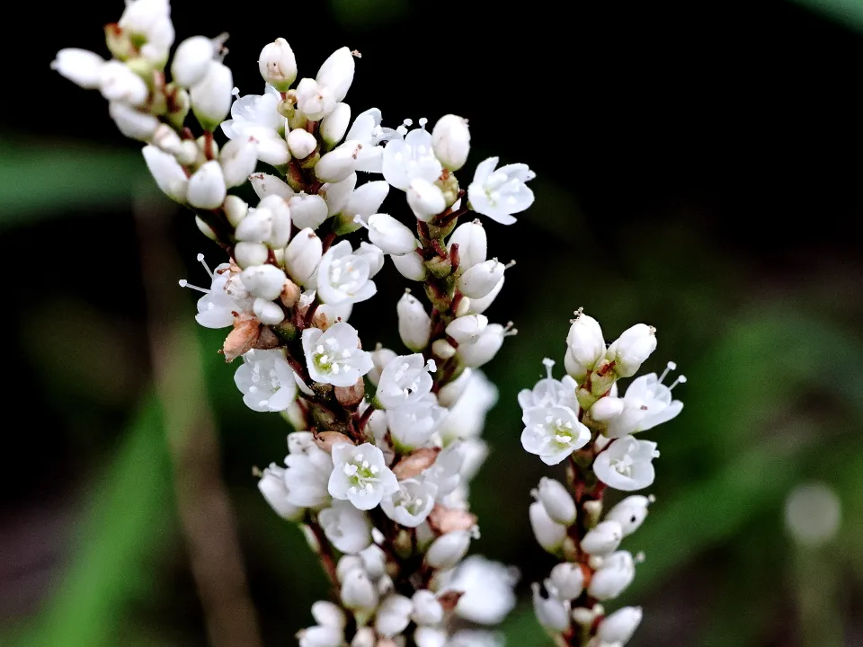 シロバナサクラタデ