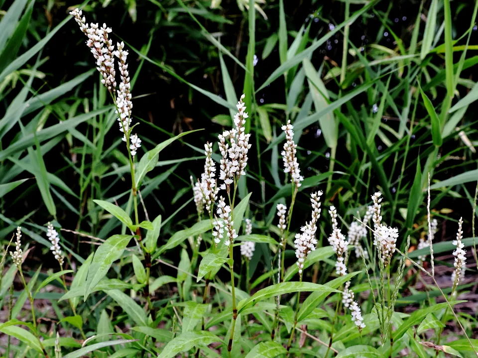 シロバナサクラタデ