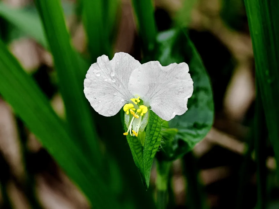 シロバナツユクサ