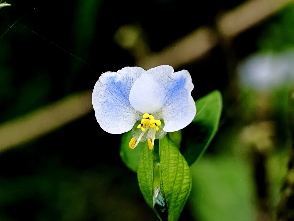 メガネツユクサ