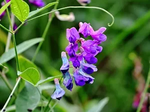 オオバクサフジ