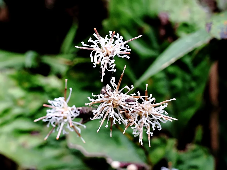 カシワバハグマ