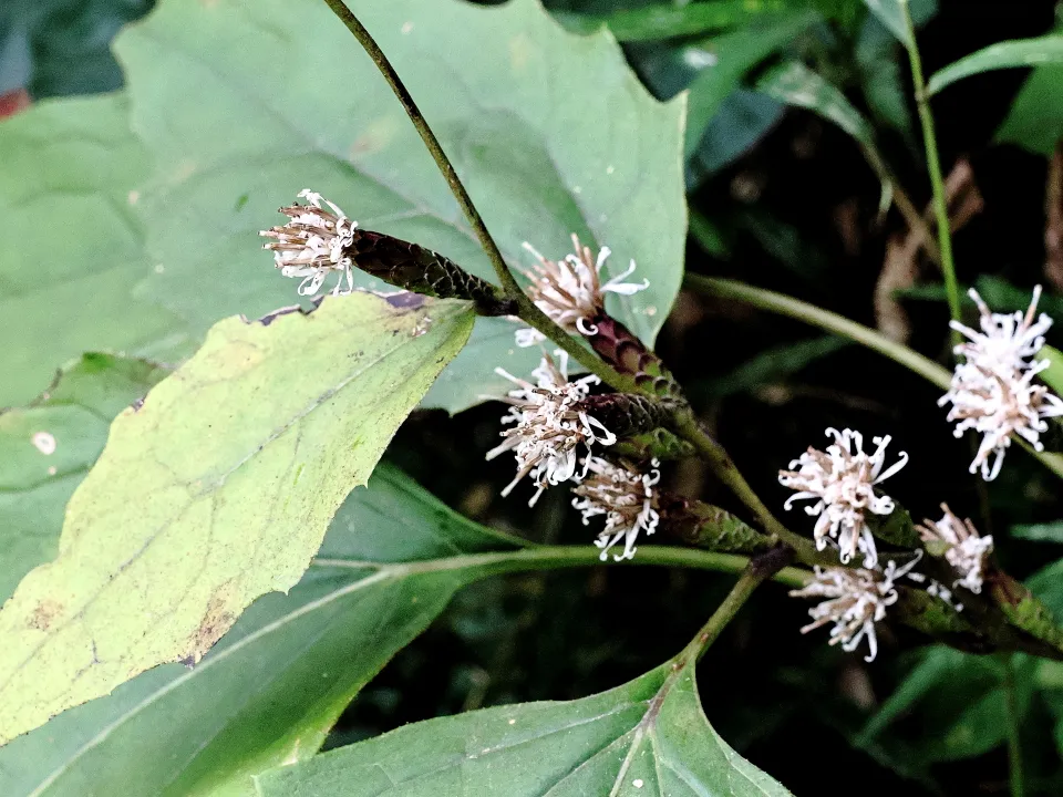 カシワバハグマ