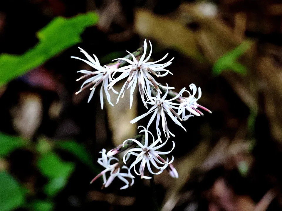 テイショウソウ