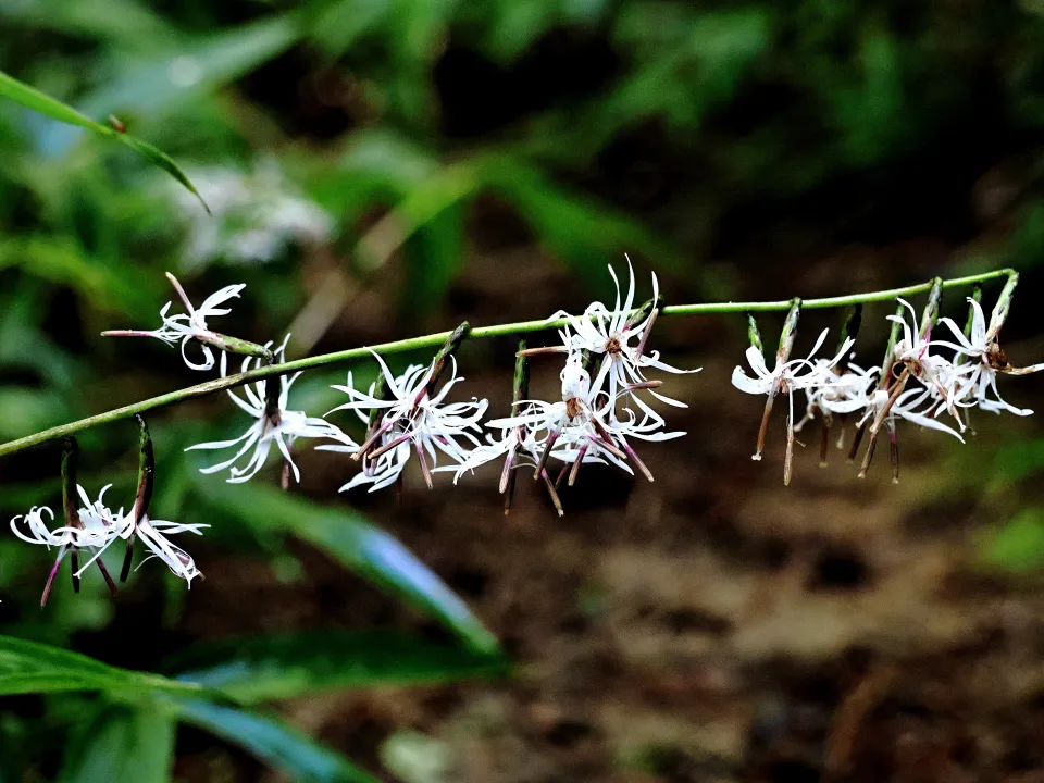 テイショウソウ