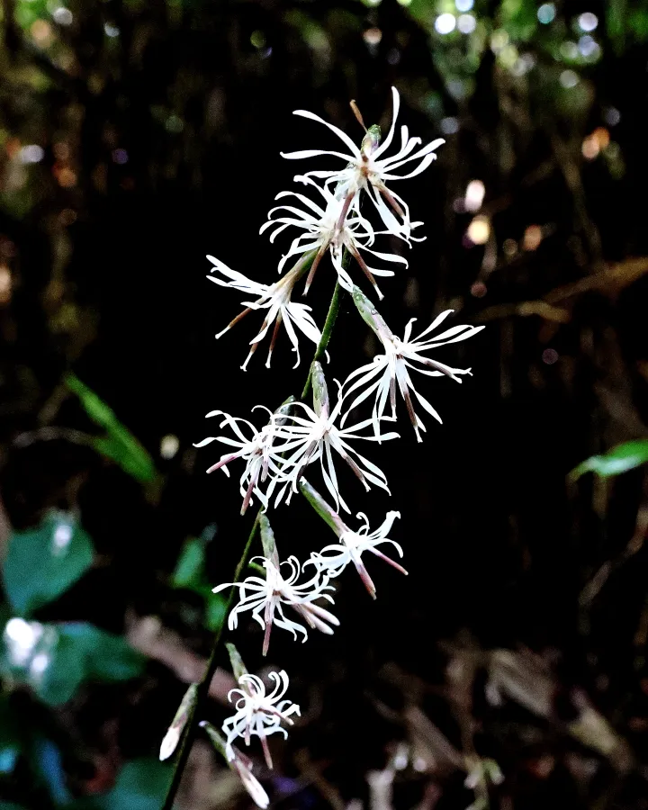 テイショウソウ