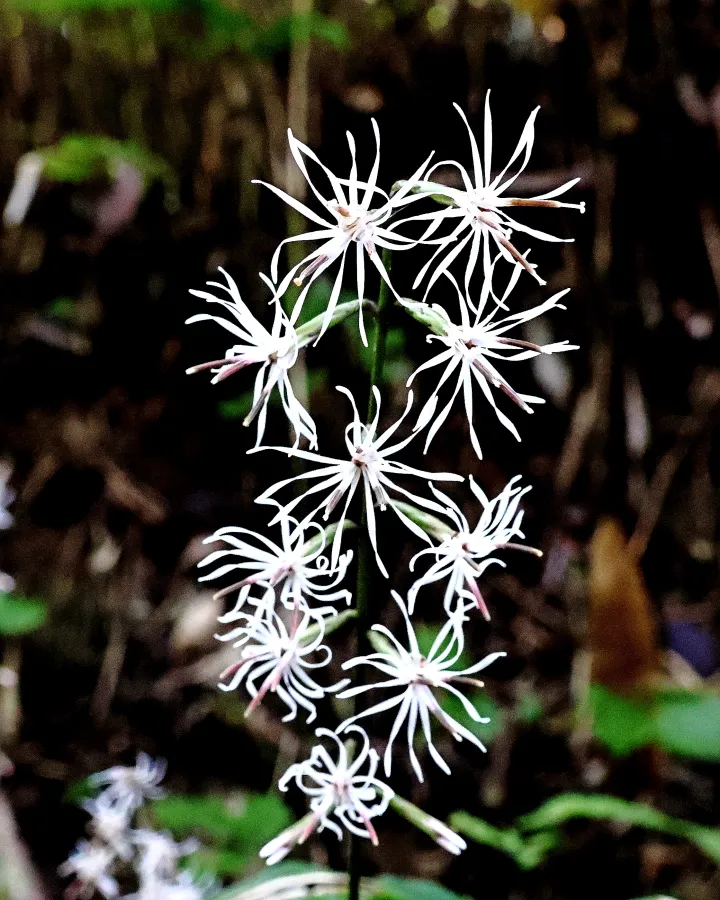 テイショウソウ