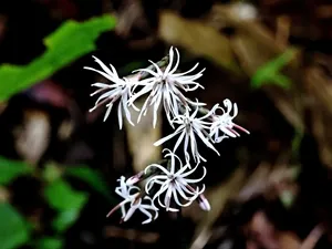 テイショウソウ