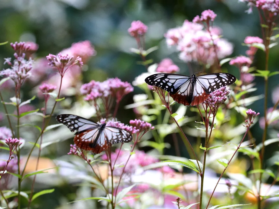フジバカマのアサギマダラ