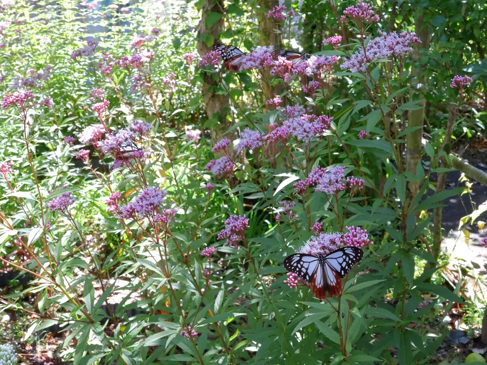 フジバカマとアサギマダラ