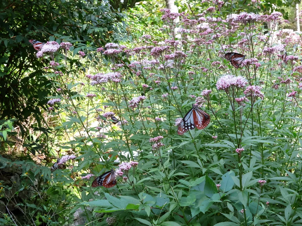 フジバカマとアサギマダラ