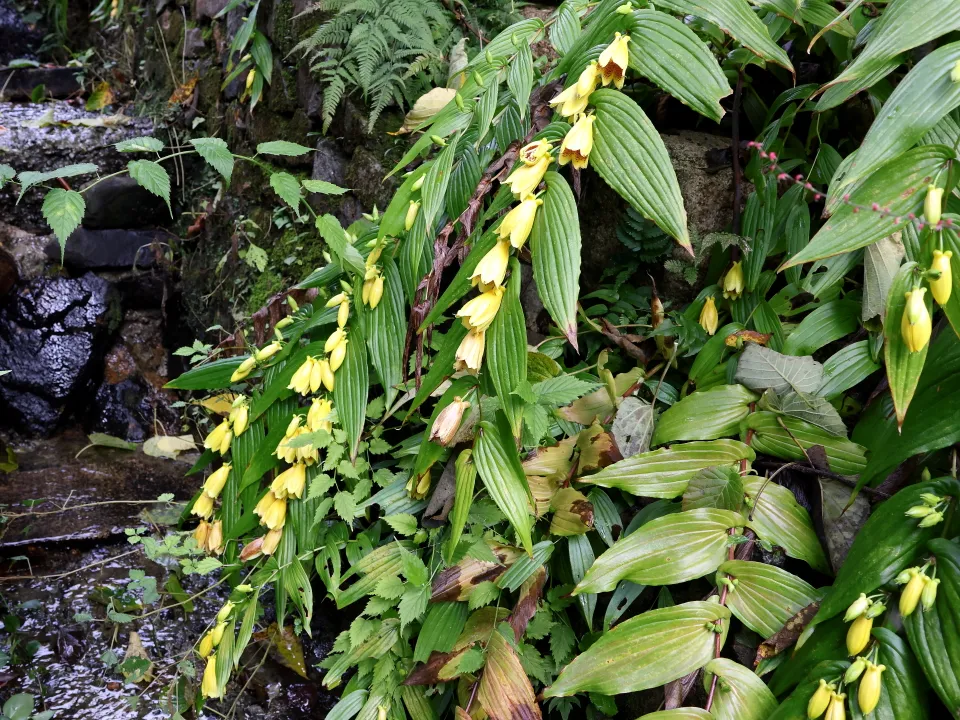 キイジョウロウホトトギス