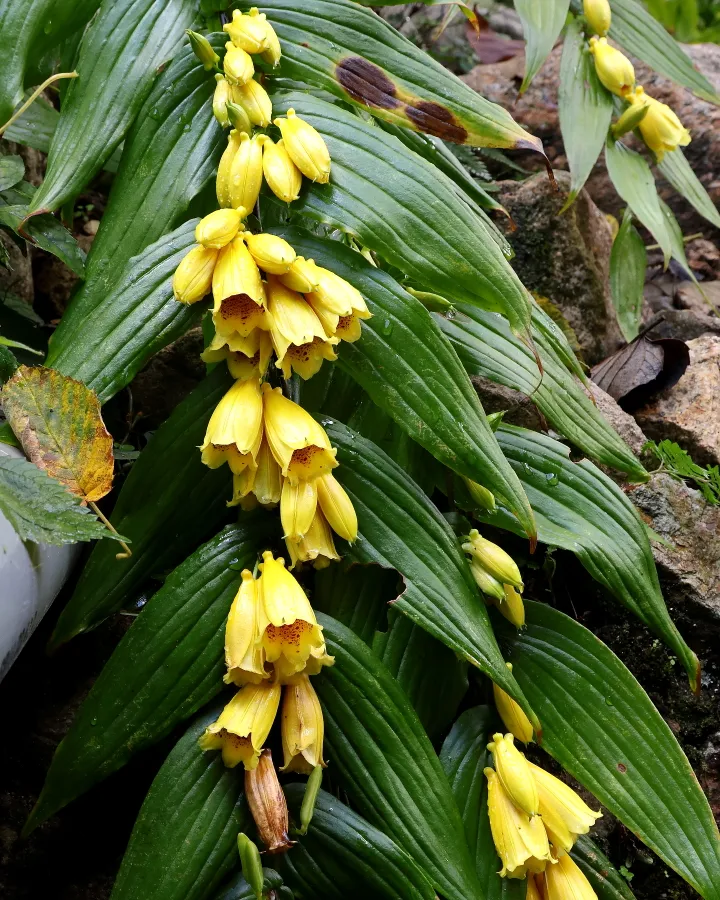 キイジョウロウホトトギス