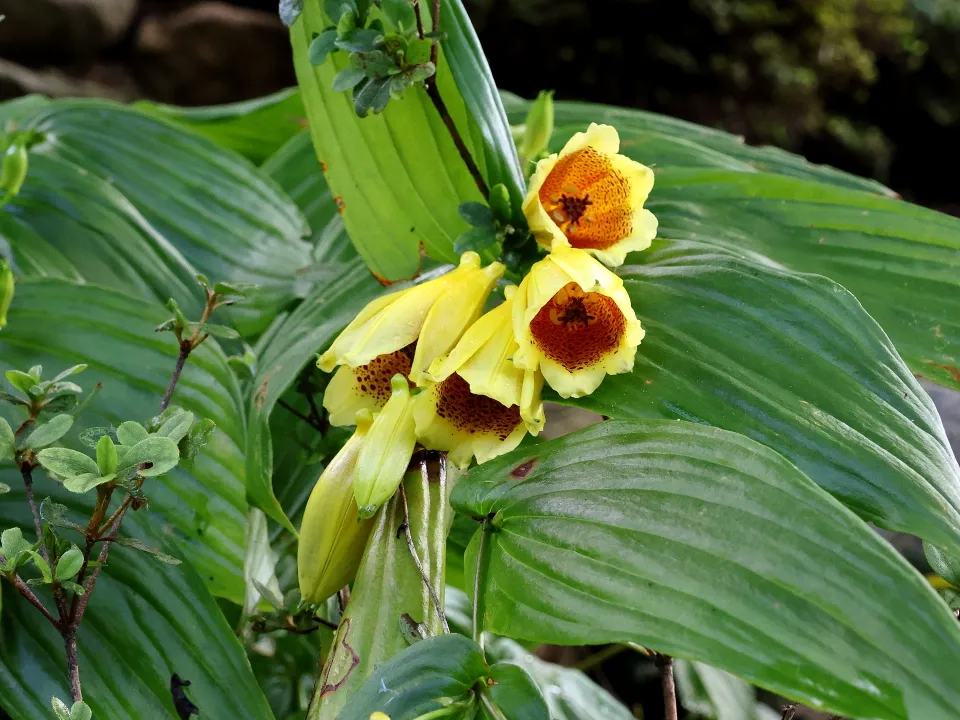 キイジョウロウホトトギス