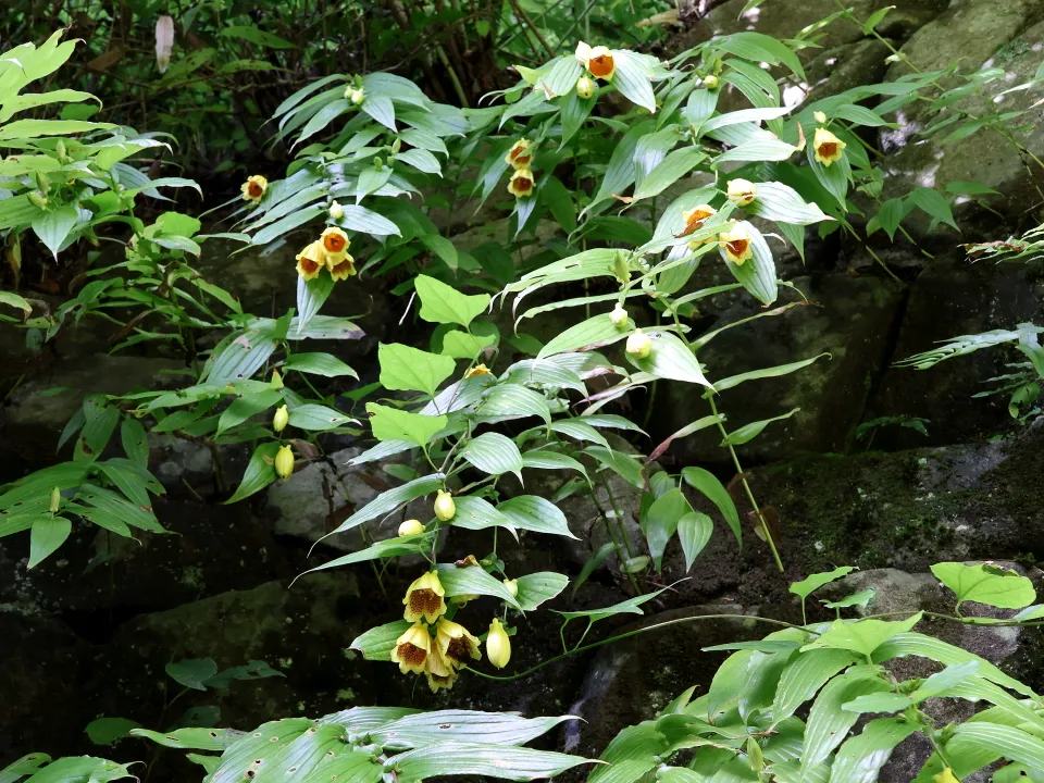 キイジョウロウホトトギス