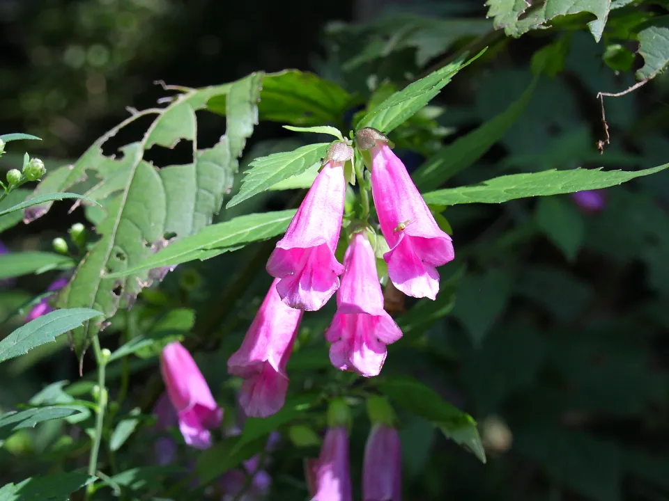 タニジャコウソウ