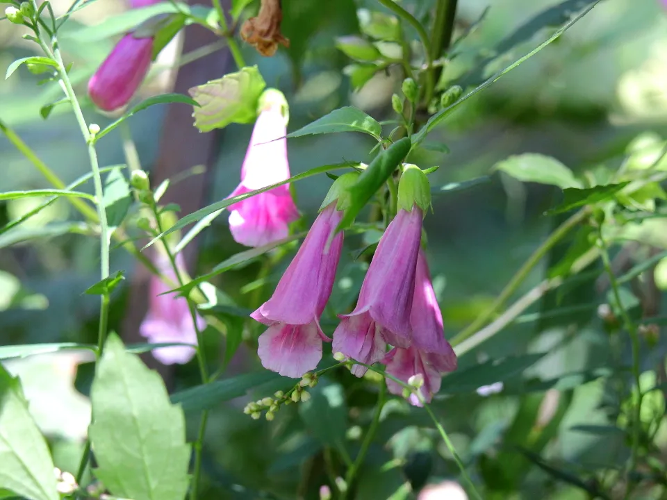 タニジャコウソウ