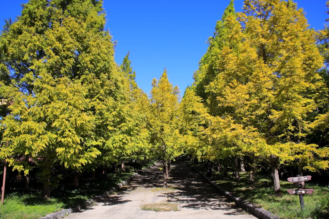 メタセコイア並木